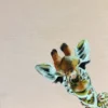 嗨！慢一點 Baby Giraffe - 許個願吧萬一實現了呢？