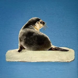 嗨！慢一點Baby seal  - 世界顛沛流離，你一定要找到自己