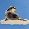 a50 嗨!慢一點Baby seal - 世界顛沛流離,你一定要找到自己