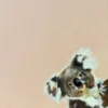 嗨！慢一點Baby Koala  - 凡事全力以赴，包括開心